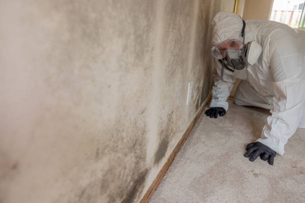  Las Vegas, NV Mold Removal & Remediation Pros